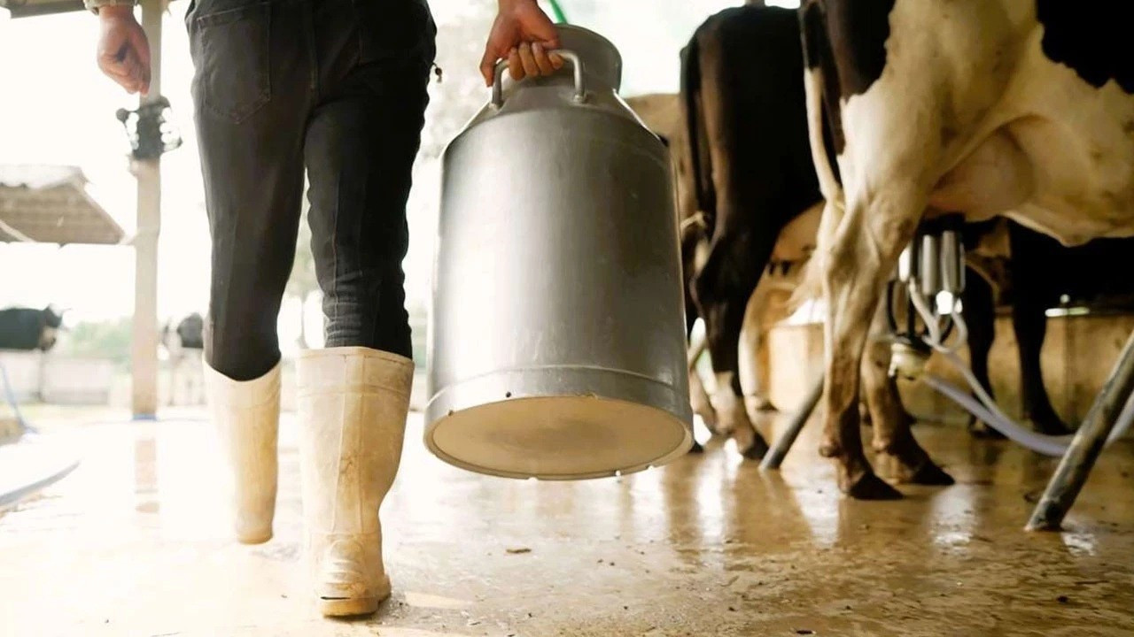 TÜSEDAD: Çiğ süt üretim maliyeti şubatta 27,64 TL’ye çıktı