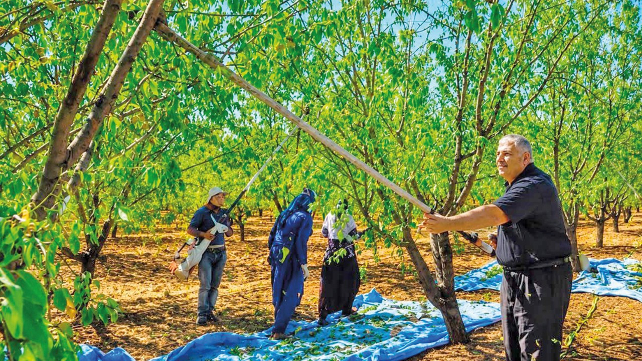 Bademde üretim düşüyor bahçeler sökülüyor