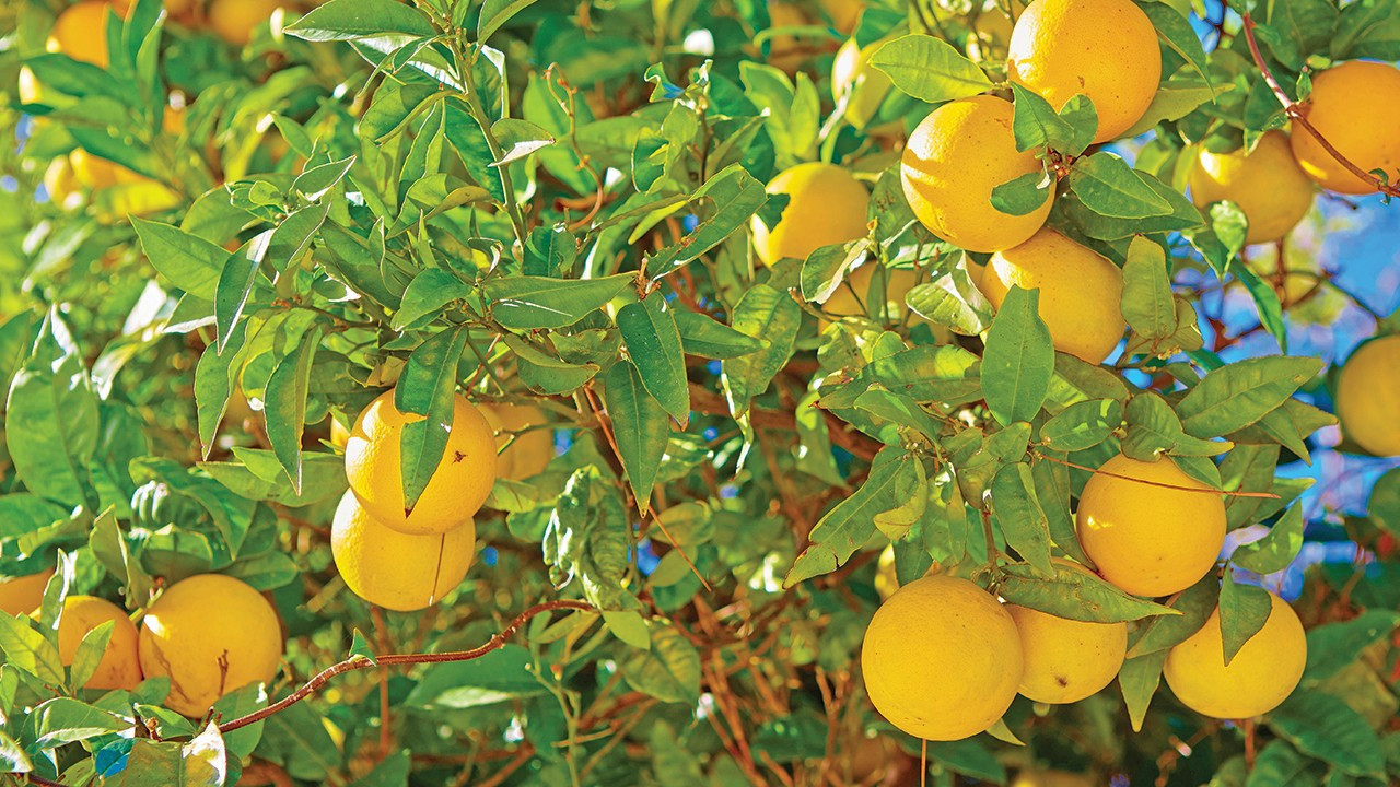 Rusya yolu kapanınca limon hasadı yavaşladı
