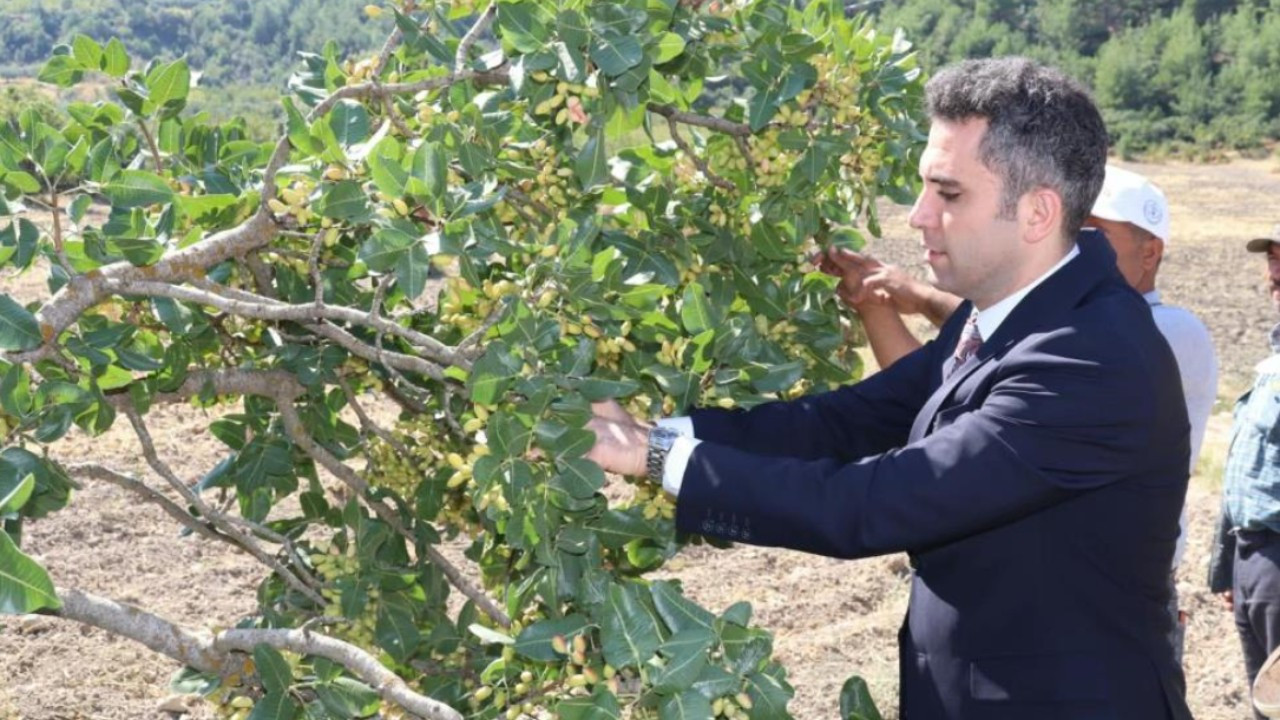 ‘Yeşil Altın’da hasat başladı: İlçenin yeni gelir kapısı oldu